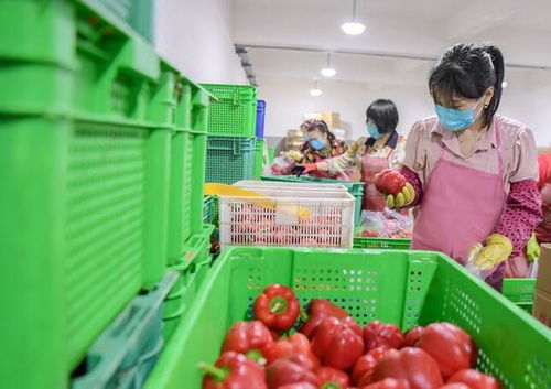 惠安 守護菜籃子，保障食用農(nóng)產(chǎn)品批發(fā)安全